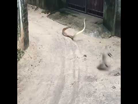 King Cobra, Mongoose Fighta #viralvideo  #kingcobranag #snake #mongoose #viralshorts #cobra #cobra