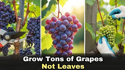 Grow Tons Of Grapes Not Leaves - Do This For An Endless Grape Harvest