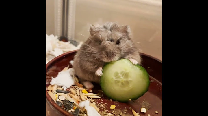 4 Critical Signs Your Hamster Is Dying
