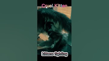 Cruel Kitten Fights His Little Sister😲
