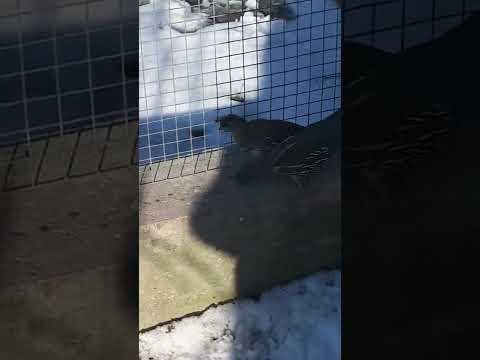 Каліфорнійські перепілки