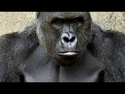 Why Is The Boy&rsquo;s Father&rsquo;s Criminal Past Relevant In Gorilla&rsquo;s Death?