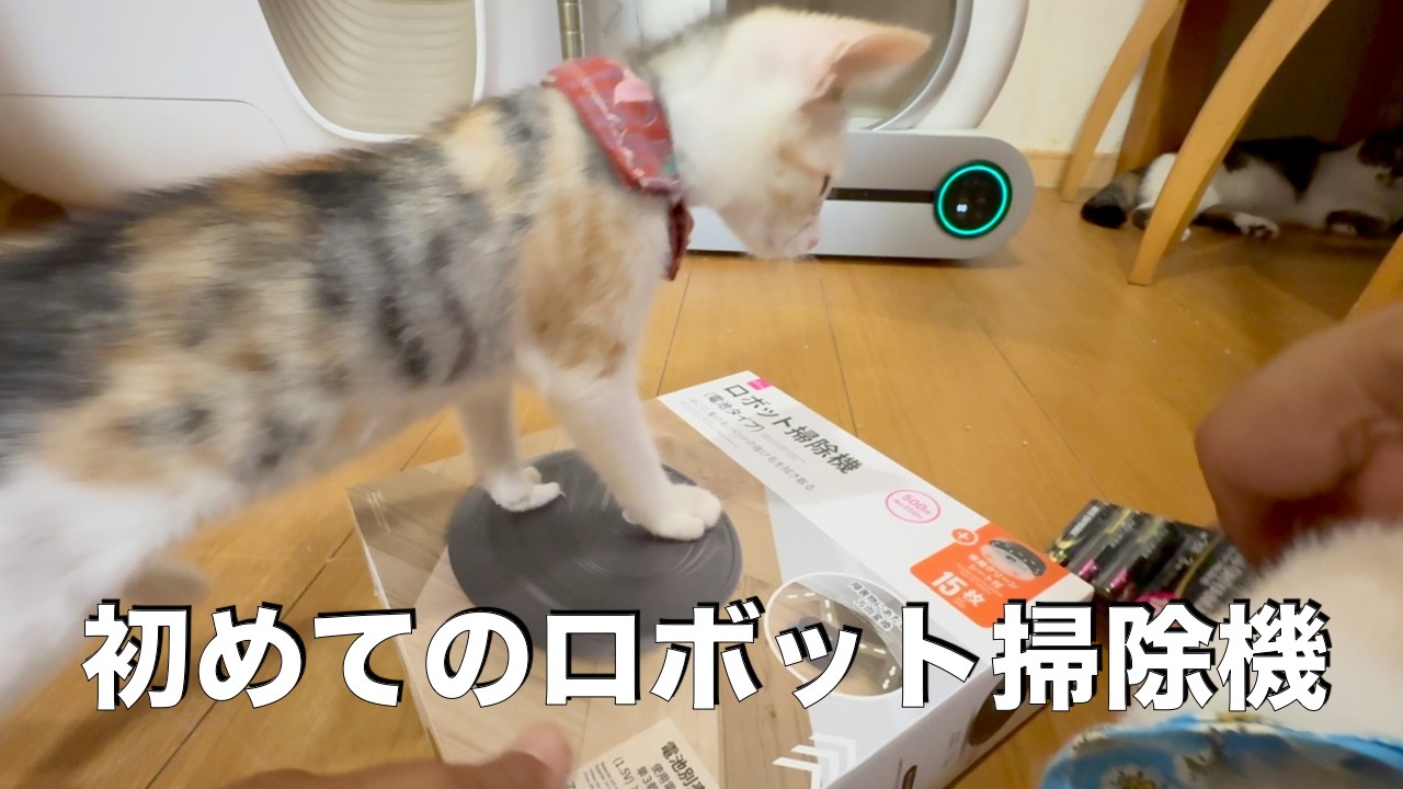 DAISOのロボット掃除機は猫にとって動くおもちゃでした - YouTube