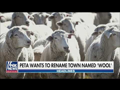Video: PETA Frågar Dorset Village Of Wool I Storbritannien För Att Byta Namn Till Vegan Wool