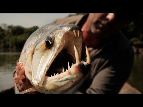 Hunting Down the Vampire Fish - Chasing Monsters