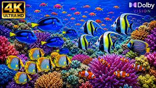 4K Hidden Aquatic Kingdom 🐠 Splendid Coral Reefs, Tropical Fish & Peaceful Ocean Views-live