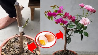 Discover The Secret To Helping Roses Grow On Bougainvillea Plants by DIY Garden World 5,033 views 4 months ago 8 minutes, 55 seconds