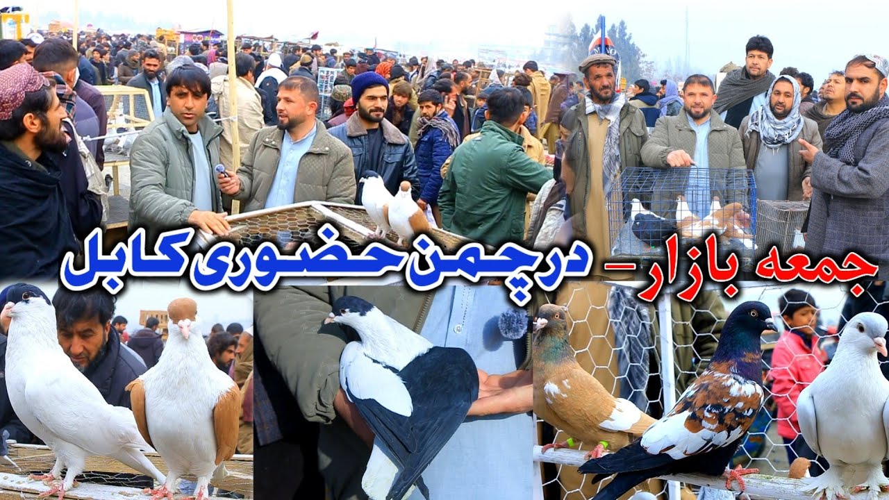 جمعه بازار چمن حضوری کابل- Biggest Friday Bazar Kabul || پول سه حویلی را کفتر خریدم - قیمت ترین کفتر