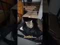 Как  напечатать идеального Кота??? большой 3д принтер