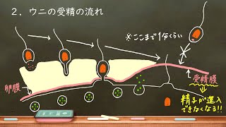 おうち生物　48. 受精