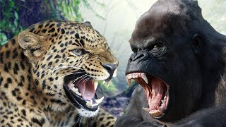 爽翻！150公斤大猩猩 VS 60公斤花豹，鏡頭真實記錄激烈的一幕！| 奇妙動物 |