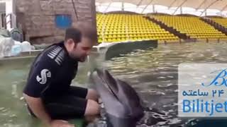 جزیره کیش بازی با دلفینها بلیط جت