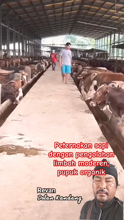 peternakan sapi terbesar dijawa tengah, penghasil pupuk organik #sapi #feedshorts #hewanpeliharaan
