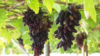 Planting and caring for grapes | agricultural knowledge