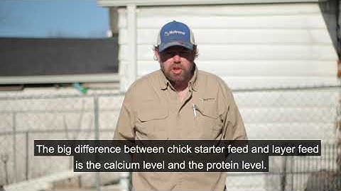 Chick Tips with Nutrena - Transitioning chicks to layer feed