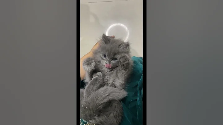 Watch the video about #cat #cute #catlover #funny #cutecat #catvideos #meow #catsong #love #oscar #viwes