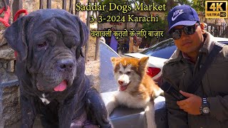 Saddar cheapest Dogs Market 3324 Karachi | German Shepherd Pit bull Dogs Mastiff Dogs