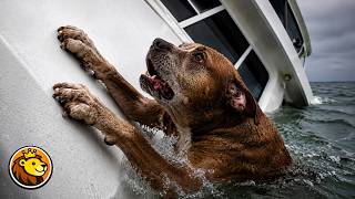 Dog Rescued Moments Before Boat Sinks ❤️👏