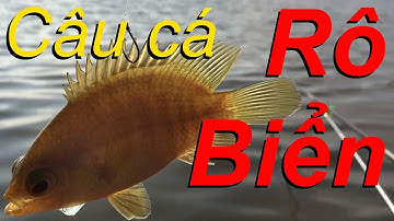 Câu cá ổ, câu đài tự nhiên, Câu cá rô biển