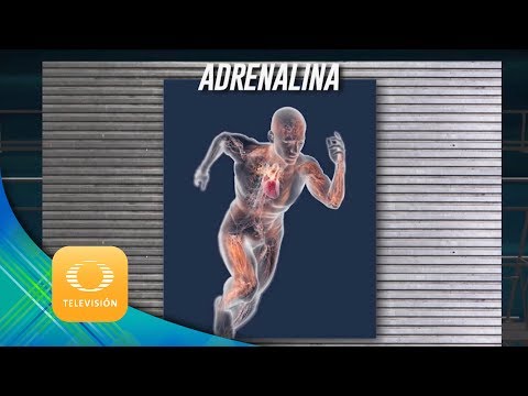 Vídeo: Descarga De Adrenalina: Beneficio O Daño