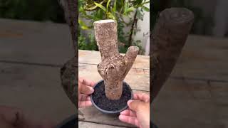 Download Lagu Another way to mount orchids #plantshop #gardening #orchidworld #onlineplants #garden #pottedplants MP3 Download Lagu Another way to mount orchids #plantshop #gardening #orchidworld #onlineplants #garden #pottedplants MP3