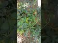 PLEASE LIKE