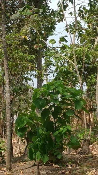 Mikat Sogon