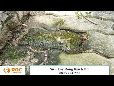 Video Cách tẩy rong rêu trên nền xi măng không cần máy áp... - youtube