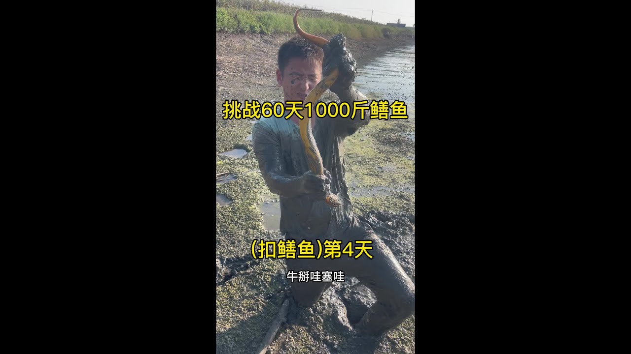挑战60天扣1000斤鳝鱼，今天花800块包个鱼苗塘，你们说说是亏是赚？？