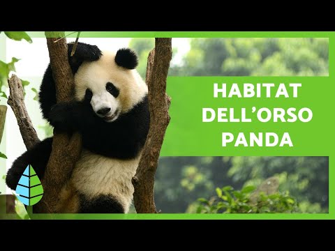 Dove e come vivono i PANDA?🐼🎋(Habitat dell&rsquo;orso panda)