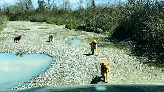 A Gang of Puppies Blocking Our Way and Not Letting Us Go.