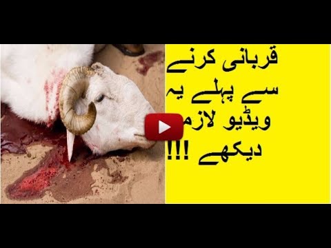 Qurbani movie 1980 – buzzpls.Com