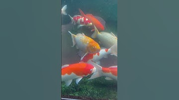 Rùa Nuôi Cùng Cá Koi #loczenkoi #zenkoifarm