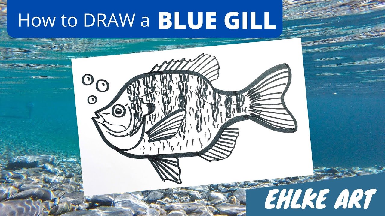 How to DRAW a BLUE GILL SUNFISH 