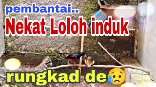 murai batu loloh induk | kelebihan & kekurangan trotol lolohan induk