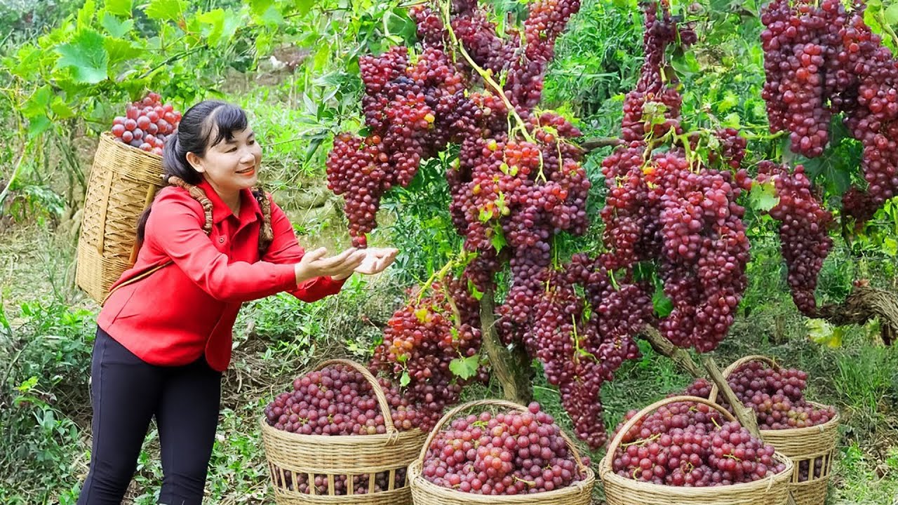 Harvest Grape, Goes To Market Sell - Harvest and Cooking | Daily Life