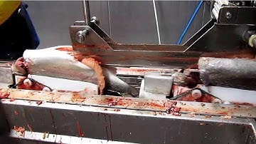 Amazing Automatic Fish Processing Line Machines Modern Technology - Big Catch in The Sea