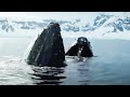 The Blue Planet Collection | Part 2 | BBC Earth