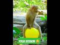 #ofwmalaysia #funny #funnyvideo #funnyanimals #monkey #funnymonkey #shortvideo #fypシ #fyppage #short