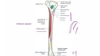 Tibia part 2   LOWER LIMB