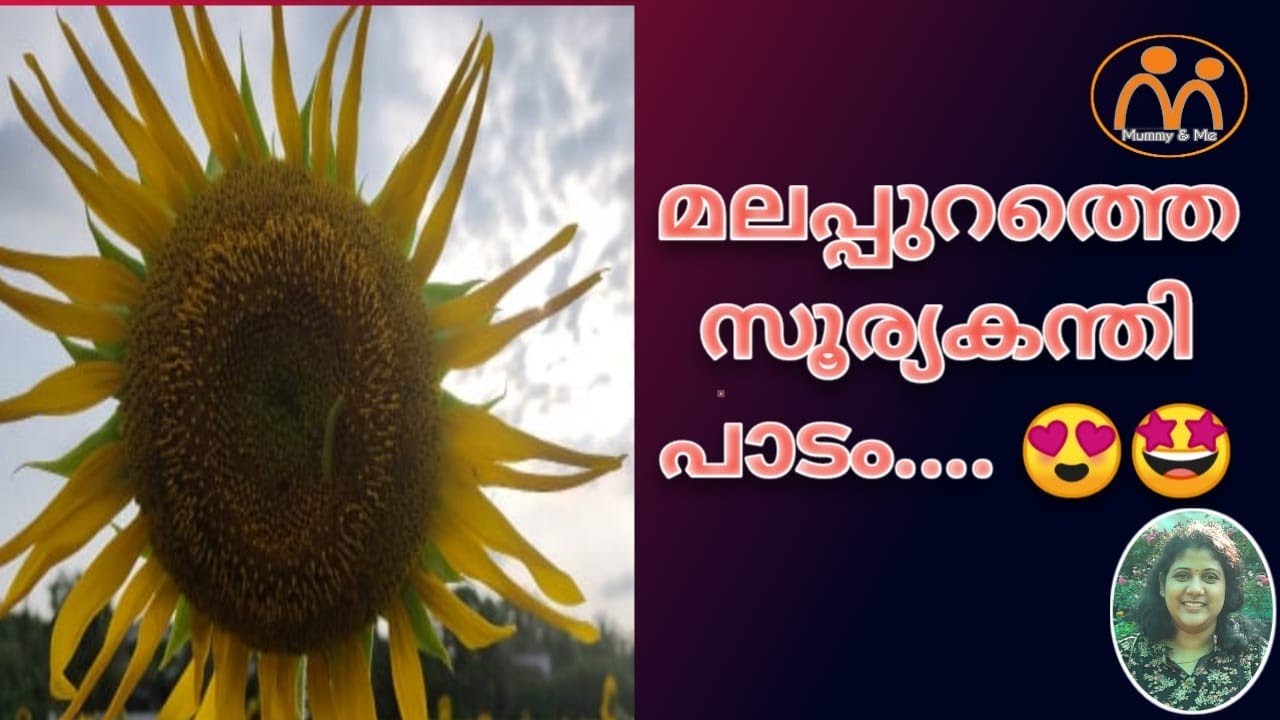 മലപ്പുറത്തെ സൂര്യകന്തി പാടം.... 😍💥 sunflower garden in malappuram