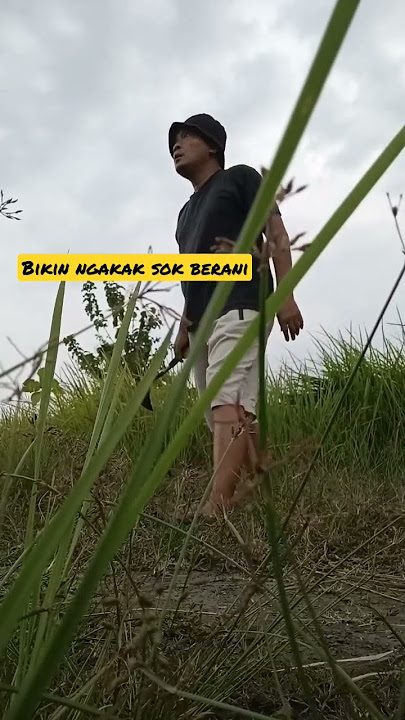 story wa lucu 30 detik