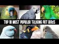 Top 10 Most Popular talking pet Birds | Talking Parrots