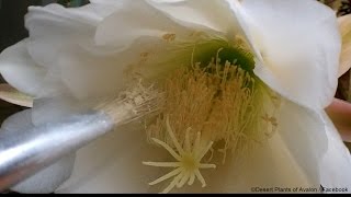 How to pollinate Cactus flowers - Trichocereus / Echinopsis
