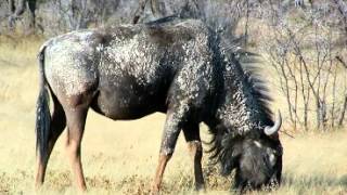 Wildebeest Facts - Facts About Wildebeests