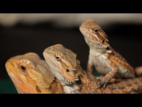 8 Care Tips For Bearded Dragons Pet Reptiles Youtube