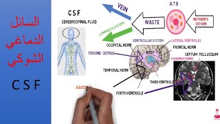 السائل الدماغي الشوكي || CSF