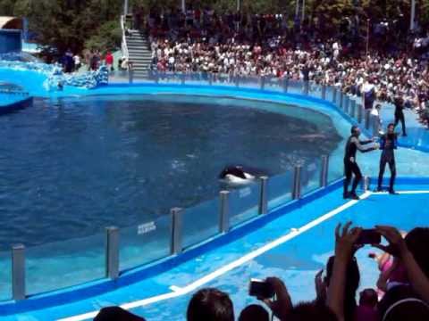 Show de Delfines y Orcas - Mundo Marino - San Clemente del Tuyu