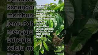 Kopi Senja Robusta Kopi Murni Tanpa Bahan Campuran #pecintakopi #kopisehat #kopiindonesia