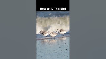 Can you identify these shorebirds?
